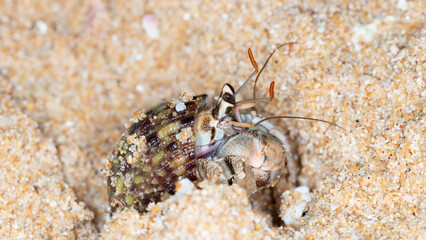 small hermit crab on the beach, night shooting by the ocean
