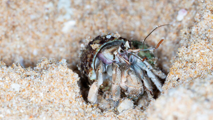 small hermit crab on the beach, night shooting by the ocean
