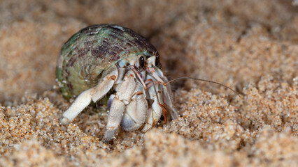small hermit crab on the beach, night shooting by the ocean
