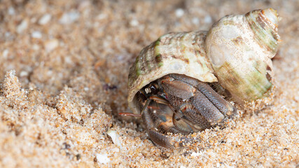 small hermit crab on the beach, night shooting by the ocean
