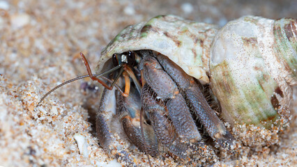 small hermit crab on the beach, night shooting by the ocean
