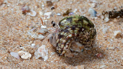 small hermit crab on the beach, night shooting by the ocean
