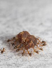 Selective focus and close up image of a group of ants working together to bring food