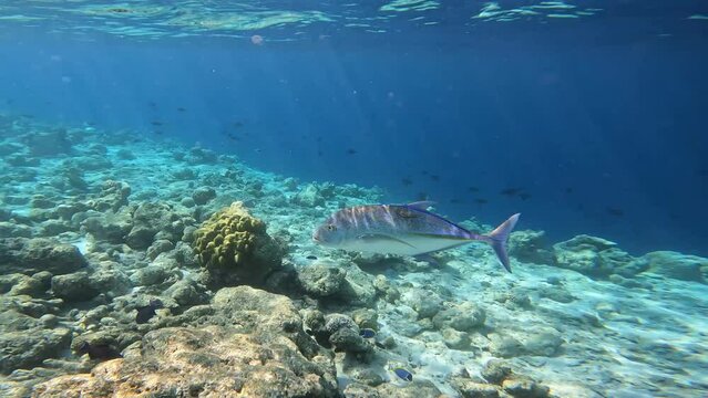 Bluefin Trevally Swimming in Blue Indian Ocean during Sunny Day in Maldives. Marine Fish Caranx Melampygus in Laccadive Sea.