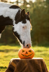 Horse with a halloween pumpkin