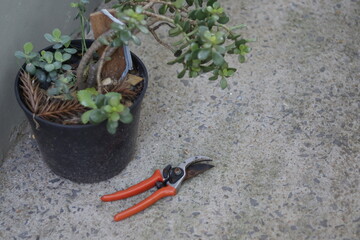 pruning tool
