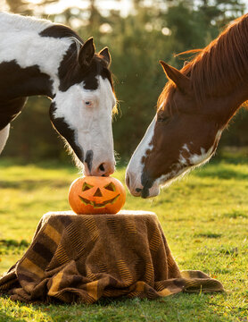 Two horses with a halloween pumpkin