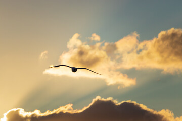 fliegende vögel vor einem sonnenuntergang