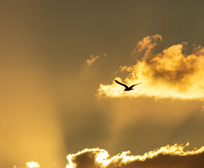 fliegende vögel vor einem sonnenuntergang © Reens_Photos