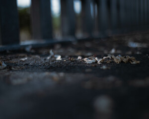 leaf on the ground