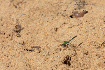 Green Eastern Pondhawk Dragonfly Female on sunny sandy river beach - Erythemis simplicicollis