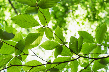 Fototapeta na wymiar beech branches with leaves..