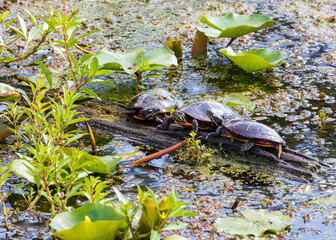Three painted turtles on a log in a pond with green algae weeds 