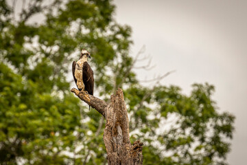 Osprey perched on a dead tree