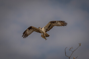 Osprey flies away with its catch