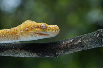 close up of a lizard