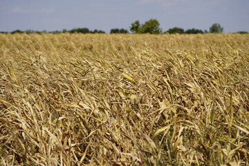 
Due to the persistent drought (in many parts of Germany there was no rainfall for months), this year's 2022 maize harvest (Zea mays) will probably be very poor. District of Hanover, Germany.



