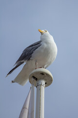 animals in their environnements 