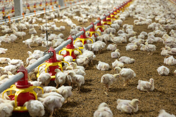 Chicken automatic feeding in close farm, temperature and light control , Thailand.