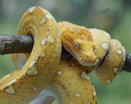 close up of a python