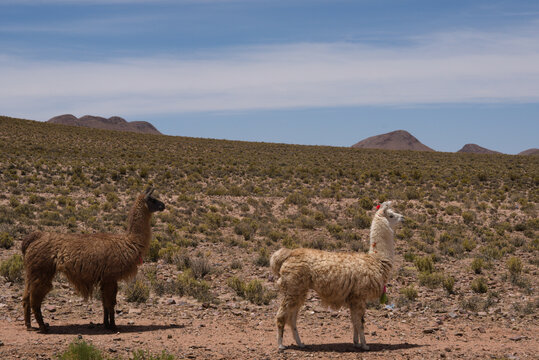 llama in the Andes mountains, in Argentina