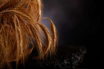 Getreide Ehre auf Aspahlt im Studio fotografiert