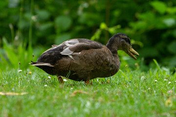 animals in their environnements 