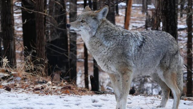 Coywolf Active Pant main image 1