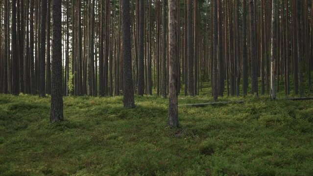Slow motion gimbal shot of pine forest with lots of moss and berries