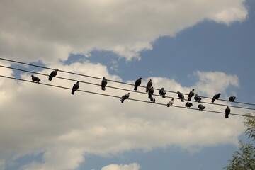 Many pigeons sitting on the wires