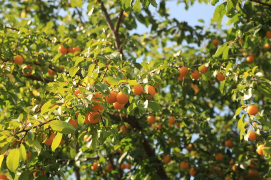 ripe yellow cherry plum on tree branches
