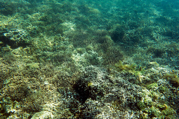 Naklejka na ściany i meble A view of the coral reef