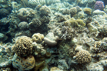 Fototapeta na wymiar A view of the coral reef