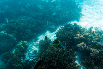 Naklejka na ściany i meble A view of the coral reef