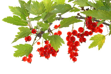 Branch of red currants isolated on white