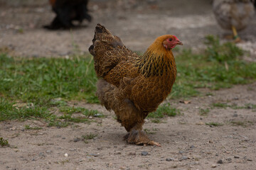 animals in their environnements 