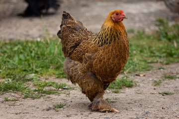 animals in their environnements 