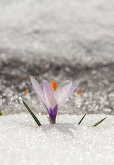 white crocus in the snow in the mountains