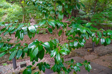 Ujigami Shrine in Uji, Kyoto, Japan