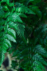 Artistic composition with bright green fern leaves, selective focus. Vertical image.