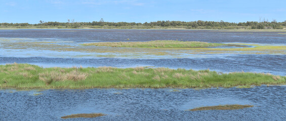 landscape with reeds on swamp