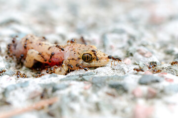 Ants eating dead lizard body on the floor
