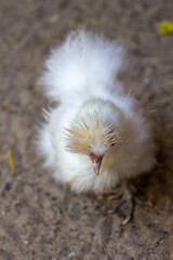 animals in their environnements 