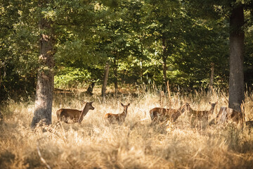 Rehe in der freien Natur.