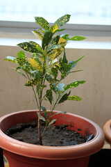 Fototapeta premium An image of a Croton Plant in a pot