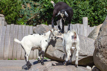 Fototapeta premium animals in their environnements 