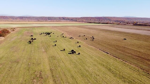Aerial footage of a buffalo herd grazing in a green field in Ukrainian Carpathians