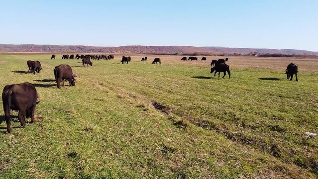 Low drone flight between buffalos in the herd grazing at sunny day in a green field