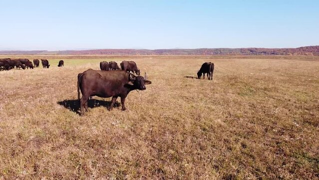 Big buffalo stands in a field and looks into camera aerial drone footage