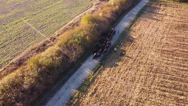 Drone footage of herd of buffalos walk on a dirt road back to farm with shepherds and dogs after pasture
